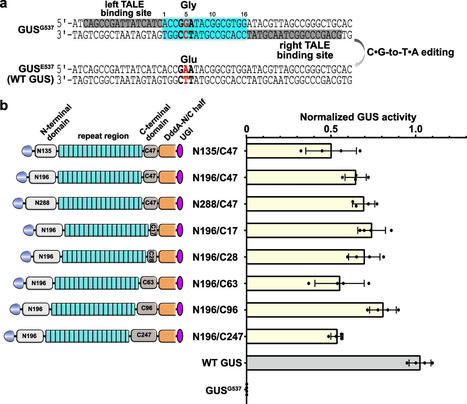 Targeted C•G-to-T•A base editing with TALE-cytosine deaminases in plants - BMC Biology | TAL effector science | Scoop.it