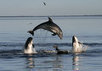 Ukraine: trois "dauphins soldats" en fuite | DEFENSE NEWS | Scoop.it