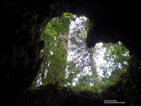 Tunnel of love in the woodland | Gardening Life | Scoop.it