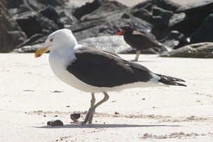 Are seagulls killing whales in Patagonia? | OUR OCEANS NEED US | Scoop.it