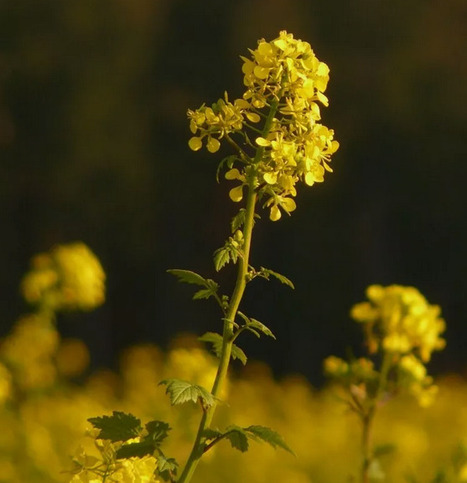 [Article scientifique] Identification of transcriptional modules linked to the drought response of Brassica napus during seed development and their mitigation by early biotic stress - Institut Agro... | SCIENCES DU VEGETAL | Scoop.it