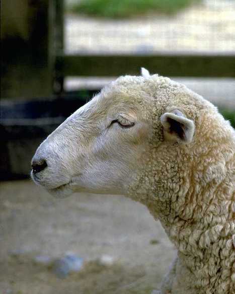 La lettre technique des éleveurs ovins | SCIENCES DE L' ANIMAL | Scoop.it