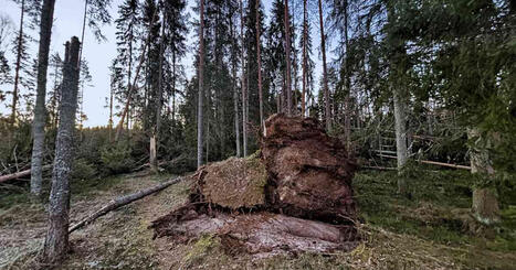 Hannes-myrskyst&auml; historiallisen suuret vahingon&shy;korvaukset Etel&auml;-Pohjanmaalla | Kotimaa | Yle | 1Uutiset - Lukemisen t&auml;hden | Scoop.it