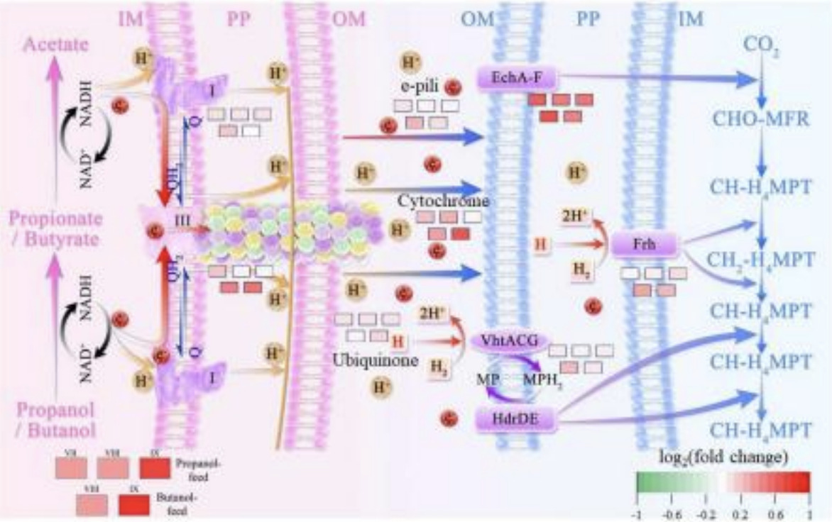 Interspecies electron transfer as one of key dr...
