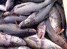 New England Cod Crisis Has No Easy Answers - Huffington Post | OUR OCEANS NEED US | Scoop.it