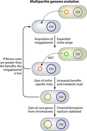 The Divided Bacterial Genome: Structure, Function, and Evolution | RMH | Scoop.it
