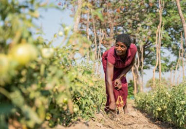 La Banque agricole du Sénégal négocie un prêt de 33 millions $ | Questions de développement ... | Scoop.it