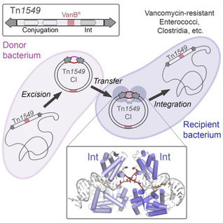 Transposase-DNA Complex Structures Reveal Mechanisms for Conjugative Transposition of Antibiotic Resistance CEL | RMH | Scoop.it