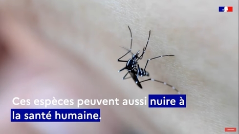 Biodiversit&eacute; 2030 : une nouvelle strat&eacute;gie nationale avant la COP15 | EntomoNews | Scoop.it