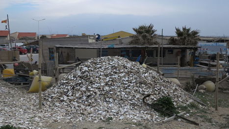 Des coquilles d'hu&icirc;tres de Leucate pour sauver les oiseaux | Biodiversit&eacute; | Scoop.it