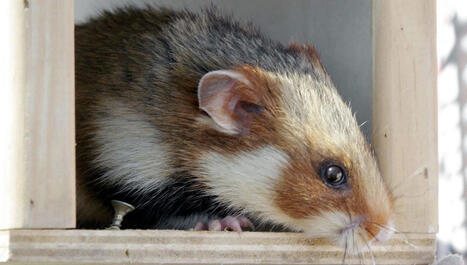 En Alsace, les Grands Hamsters sont moitié moins nombreux que l'année dernière - ici | Alsace Actu | Scoop.it