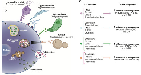 Extracellular Vesicles and Cell Communication in Eukaryotic Microorganisms | anR | RMH | Scoop.it