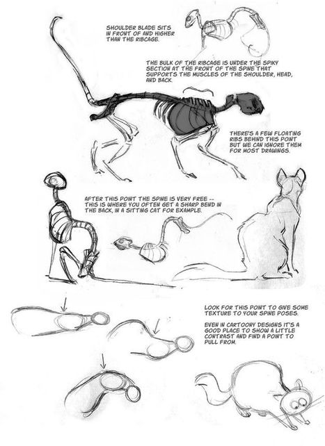Cat Anatomy Drawing Reference Guide | Drawing References and Resources | Scoop.it