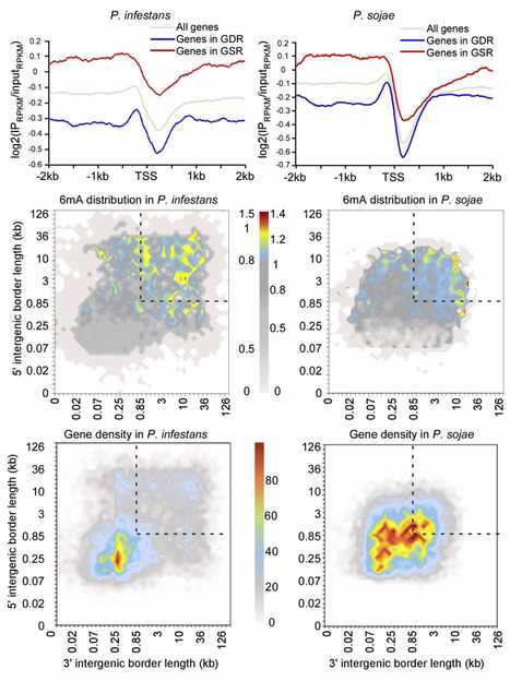 bioRxiv: Phytophthora methylomes modulated by expanded 6mA methyltransferases are associated with adaptive genome regions (2017) | Plant Pathogenomics | Scoop.it