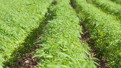 Is hemp the next revolution for sustainable packaging? Startup element6 Dynamics thinks so. | AGROALIMENTAIRE | Scoop.it