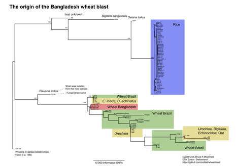 Github: The origin of wheat blast in Bangladesh (2016) | Plants and Microbes | Scoop.it
