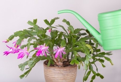 Cactus di Natale, come prendersene cura | Orto, Giardino, Frutteto, Piante Innovative e Antiche Varietà | Scoop.it