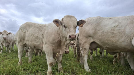 Laisser p&acirc;turer les veaux plus longtemps pour mieux s&rsquo;adapter au climat&nbsp;: une ferme de Vend&eacute;e a test&eacute;, voici le r&eacute;sultat - Ouest France | Agriculture en Pays de la Loire | Scoop.it