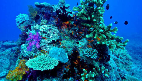 Certains crustacés reconnaissent leur grotte à l'odeur | Biodiversité | Scoop.it