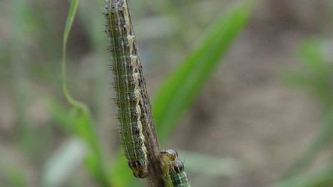 Fall armyworm outbreak in NT and WA a sign invasive pest is spreading rapidly - ABC Rural - ABC News | GTAV AC:G Y9 - Biomes and food security | Scoop.it