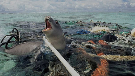 GHOST FISHING Derelict fishing nets have turned the bottom of the sea into a death trap - Ocean Plastics  | OUR OCEANS NEED US | Scoop.it