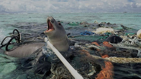 GHOST FISHING Derelict fishing nets have turned