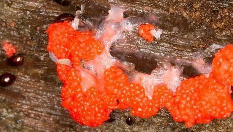 What Slime Mold Can Teach Us About Fixing Our Highways | Biomimicry 3.8 | Scoop.it