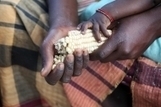 FAO urges global commitment to tackle world&rsquo;s nutrition challenges | Food & Nutrition Security in East Africa | Scoop.it