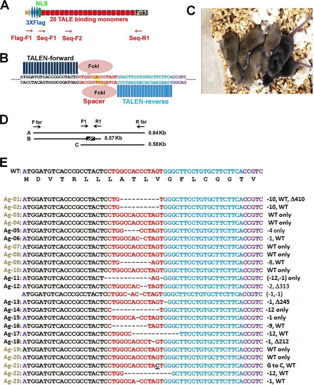 Simultaneous Gene Editing by Injection of mRNAs...
