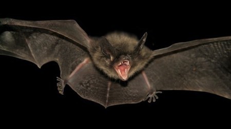 Understanding bat evolution could lead to new treatments for viruses and aging | Longevity science | Scoop.it