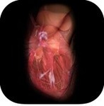 How the Human Heart Works - A Video, an Animation, and an App | iGeneration - 21st Century Education (Pedagogy & Digital Innovation) | Scoop.it