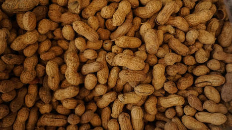 How one study changed what we know about peanut allergy | Allergy (and clinical immunology) | Scoop.it
