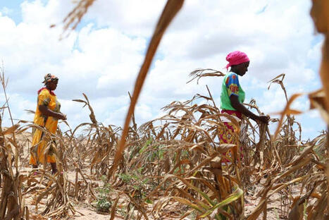 Global warming already causing crop losses of over $20 billion a year | The Health Report | Scoop.it