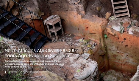 NORTH AFRICANS Ate Olives 100,000 Years Ago, Evidence Suggests | CIHEAM Press Review | Scoop.it