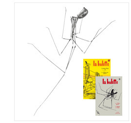 25 questions-réponses pour réussir l’élevage de Pholcus phalangioides, l’ermite des débarras | Insect Archive | Scoop.it