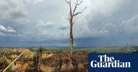 Coronavirus: 'Nature is sending us a message’, says UN environment chief | World news | The Guardian | Innovation, Développement Durable, RSE | Scoop.it