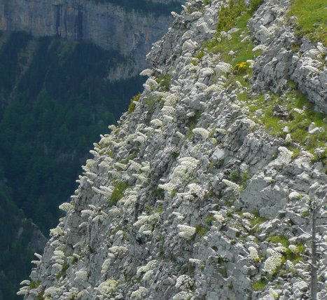 Colonie de saxifrages longifolia au Mondoto - Photo Simone Fréchou | Vallées d'Aure & Louron - Pyrénées | Scoop.it
