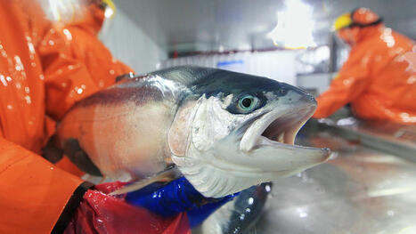 FOOD: The mafia’s latest bonanza: salmon heists | ALIMENTATIONS | Scoop.it