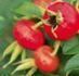 Daily dose of rosehip extract could help cut heart disease, lower blood pressure and reduce cholesterol | Health Supreme | Scoop.it