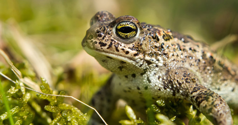 Plan biodiversité : de fortes attentes en faveur d'une réforme de la fiscalité | Biodiversité | Scoop.it