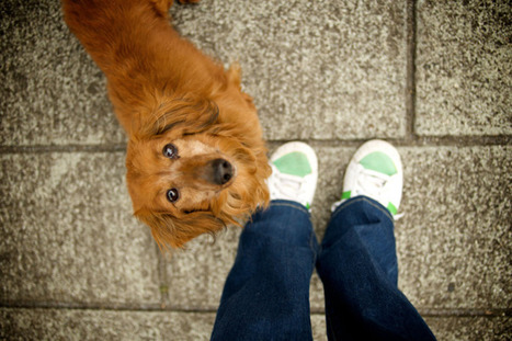 Empathetic People Make the Best Dog Whisperers | Empathy and Animals | Scoop.it