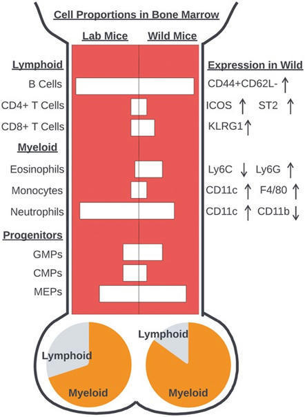 wild mouse bone marrow has a unique myeloid and lymphoid composition and phenotype | Discovery Immunology | Oxford Academic | Immunology | Scoop.it