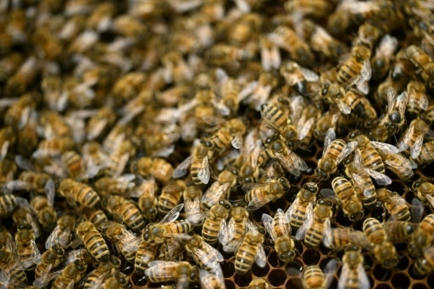 Pesticides, climat, parasites: les apiculteurs ont le bourdon | Toxique, soyons vigilant ! | Scoop.it