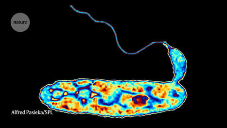 Dogma-defying bacteria package DNA in unusual ways - Nature | Genetics - GEG Tech top picks | Scoop.it