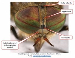 Nouvelles ressources en ligne pour les diptéristes - Soldierflies and Allies Recording Scheme | Insect Archive | Scoop.it
