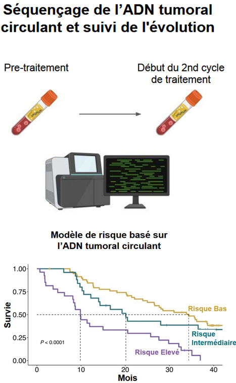 Suivi pr&eacute;coce de l&rsquo;ADN tumoral circulant : un marqueur prometteur pour mieux pr&eacute;dire l&rsquo;efficacit&eacute; des traitements du cancer du sein avanc&eacute; | Life Sciences Universit&eacute; Paris-Saclay | Scoop.it