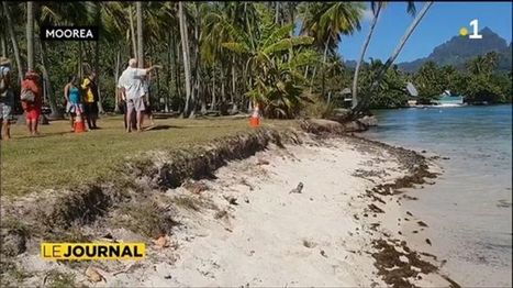 Une opération de végétalisation contre l’érosion des plages | Biodiversité | Scoop.it