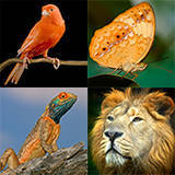 Animal Profiles - An A to Z List of Common Names | 1Uutiset - Lukemisen tähden | Scoop.it