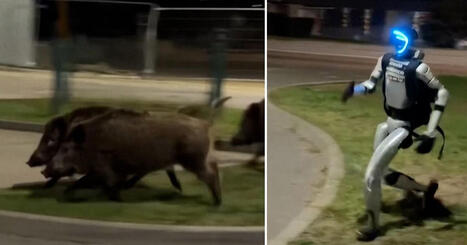 AI-robot jagar vildsvin &ndash; viral succ&eacute; i Polen | 1Uutiset - Lukemisen t&auml;hden | Scoop.it