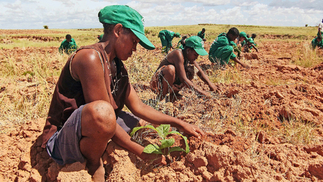Le pari fou d'un agronome suisse à Madagascar | Ces infos qui nous font du bien | Scoop.it